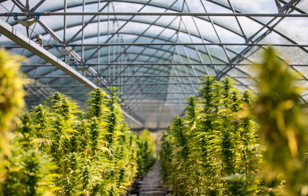 Butler Flowering Cannabis Plants on a Farm in Greenhouse