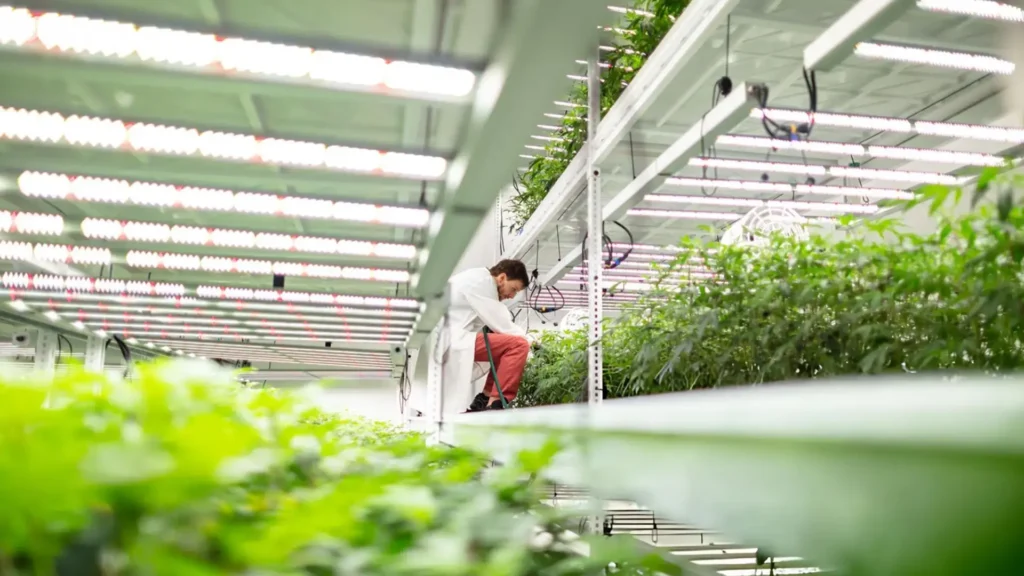 Butler View Over Cannabis Leaves of Worker Spraying Young Plants in Hydroponic Grow